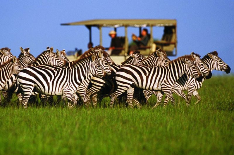 Wildlife Safari 101: Tips and Tricks for Canadian Tourists Exploring Tanzania's National Parks - Introduction